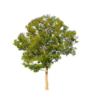 Tree that are isolated on a white background are suitable for both printing and web pages photo