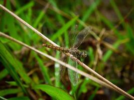 Dragonfly in a grass. photo