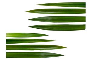 Pandan leaves on a white background photo