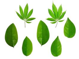 Collection of leaves isolated on a white background photo