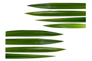 Pandan leaves on a white background photo