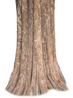 Tree trunk textured On White Background photo