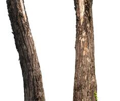 isolated tree trunk Collection on White background. photo