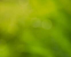 Abstract bokeh out of focus blurred color nature background. photo