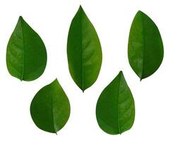 Collection of leaves isolated on a white background photo