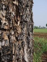tree trunk isolated from background photo
