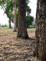 tree trunk isolated from background photo