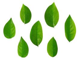 Leaf Collection on White Backdrop photo