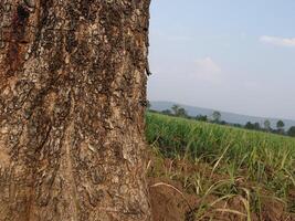 tree trunk isolated from background photo