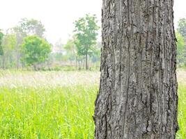 Empty tree trunk for display montags Forest and foliage in summer photo