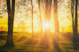 Sunset or sunrise in a spring birch forest with bright young foliage glowing in the rays of the sun. Vintage film aesthetic. photo