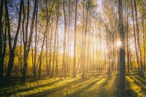 Sunset or sunrise in a spring birch forest with bright young foliage glowing in the rays of the sun. Vintage film aesthetic. photo