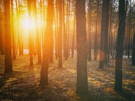 Sunbeams illuminating the trunks of pine trees at sunset or sunrise in an early winter pine forest. Aesthetics of vintage film. photo