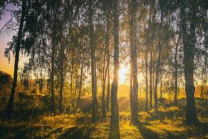 Sunset or sunrise in a spring birch forest with bright young foliage glowing in the rays of the sun. Vintage film aesthetic. photo