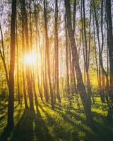 Sunset or sunrise in a spring birch forest with bright young foliage glowing in the rays of the sun. Vintage film aesthetic. photo