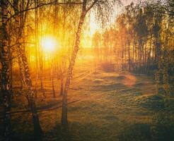 puesta de sol o amanecer en un primavera abedul bosque con brillante joven follaje brillante en el rayos de el Dom. Clásico película estético. foto