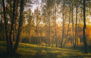 Sunset or sunrise in a spring birch forest with bright young foliage glowing in the rays of the sun. Vintage film aesthetic. photo