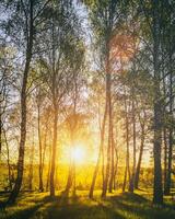 Sunset or sunrise in a spring birch forest with bright young foliage glowing in the rays of the sun. Vintage film aesthetic. photo