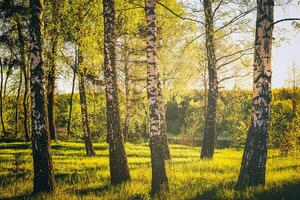 Rows of birch trunks with young foliage, illuminated by the sun at sundown or dawn in spring. Vintage film aesthetic. photo