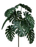 Green leaves of monstera or split-leaf philodendron the tropical forest plant, evergreen vine isolated on background. 3D rendering png