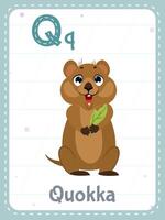 Alphabet printable flashcard with letter Q. Cartoon cute quokka animal and english word on flash card for children education. School memory card for kindergarten kids flat illustration. vector