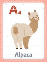 Alphabet printable flashcard with letter A. Cartoon cute alpaca animal picture and english word on flash card for children education. School memory cards for kindergarten kids flat illustration vector