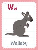 Alphabet printable flashcard with letter W. Cartoon cute wallaby animal and english word on flash card for children education. School memory card for kindergarten kids flat illustration. vector