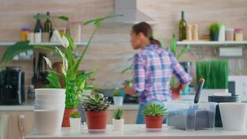 Florist woman checking plants placed in the kitchen. Using fertil soil with shovel into pot, white ceramic flowerpot and plants prepared for replanting for house decoration. video