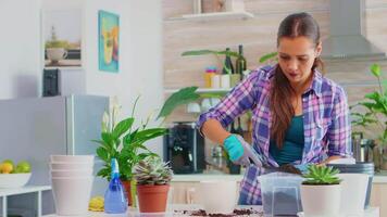 alegre mujer cuidando para flores de casa sentado en el cocina en mesa. florista replantación flores en blanco cerámico maceta utilizando pala, guantes, fértil suelo y flores para casa decoración. video