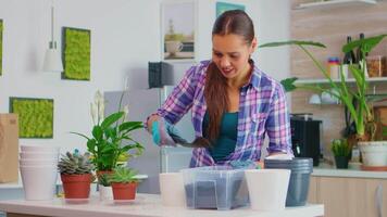 Gardener woman pouring fertile soil into a white flowerpot, replanting the plant using shovel, gloves and houseplant for house decoration. Woman home gardening in the kitchen on table in the morning video