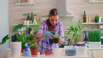 vrouw transplantatie een klein sappig in een keramisch wit pot. tuinman vrouw gieten vruchtbaar bodem in een bloempot, herbeplanting de plant, gebruik makend van Schep, handschoenen en kamerplant voor huis decoratie. video