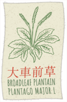 Drawing BROADLEAF PLANTAIN in Chinese. Hand drawn illustration. The Latin name is PLANTAGO MAJOR L. png