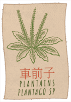 Drawing PLANTAINS in Chinese. Hand drawn illustration. The Latin name is PLANTAGO SP . png
