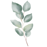 Eucalyptus branch watercolor style for decoration. png