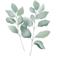 Watercolor isolated eucalyptus branches. png