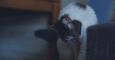 White smooth-haired cat Snoopy washes himself. CINEMATIC video