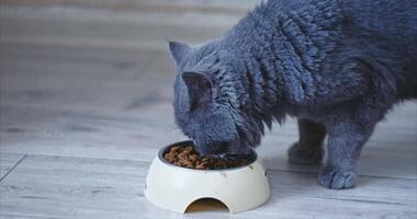 Smooth-haired cat with brown eyes, blue color, eats food video