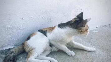 retrato gracioso animales de un gracioso gato cachorro, gato son atractivo y encantador, es un gracioso gato o cachorro, mascota son gracioso gato o cachorro, mascota gracioso animales eso es un juguetón, mascota y es un favorito video