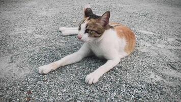 retrato engraçado animais do uma engraçado gato filhote de cachorro, gato estão atraente e encantador, é uma engraçado gato ou filhote de cachorro, animal estão engraçado gato ou filhote de cachorro, animal engraçado animais. isto é uma brincalhão, animal e é uma favorito video