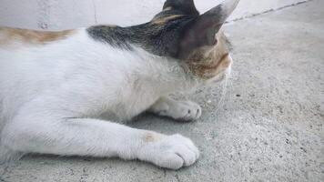 ritratto divertente animali di un' divertente gatto cucciolo, gatto siamo attraente e affascinante, è un' divertente gatto o cucciolo, animale domestico siamo divertente gatto o cucciolo, animale domestico divertente animali. esso è un' giocoso, animale domestico e è un' preferito video