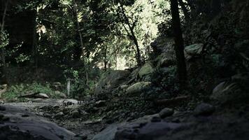 Rocky Forest Dirt Road. mountain path video