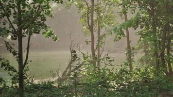 un' Visualizza di un' lago attraverso alcuni alberi. buio foresta video