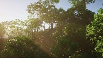 Soleil brillant par des arbres dans forêt video