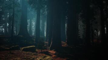 sequoia foresta, maestoso alto alberi nel un' vasto bosco. buio foresta video