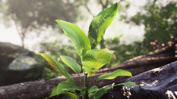 pequeno plantar emergente a partir de Rocha dentro selva video