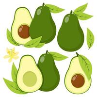 Set of different green avocados with leaves and avocado flower vector