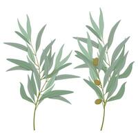 Set of olive branches with olives and leaves vector