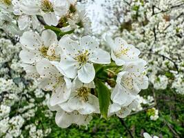 Cluster of White Flowers Adorning a Tree photo