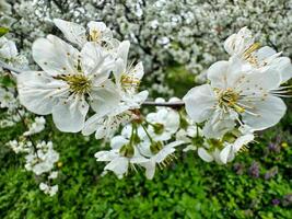 Cluster of White Flowers Blooming on Tree photo