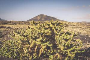 Timanfaya National Park in Lanzarote, Canary Islands, Spain photo